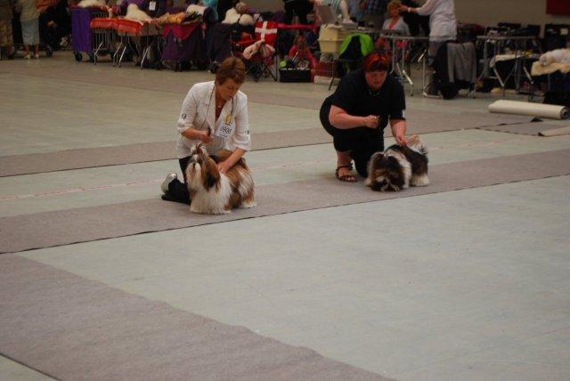 Shih Tzu Danmark